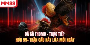 Đá Gà Thomo - Trực Tiếp Hơn 99+ Trận Cầu Nảy Lửa Mỗi Ngày
