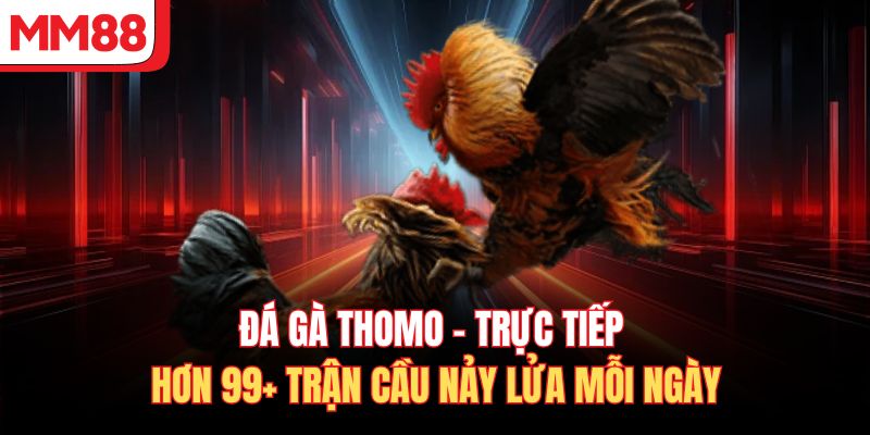 Đá Gà Thomo - Trực Tiếp Hơn 99+ Trận Cầu Nảy Lửa Mỗi Ngày