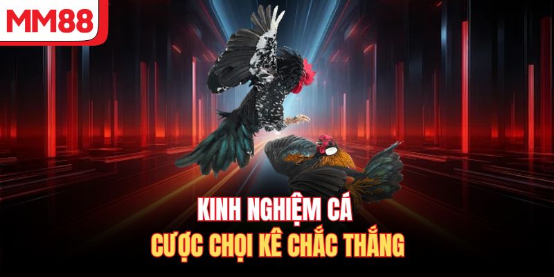 Kinh nghiệm cá cược chọi kê chắc thắng