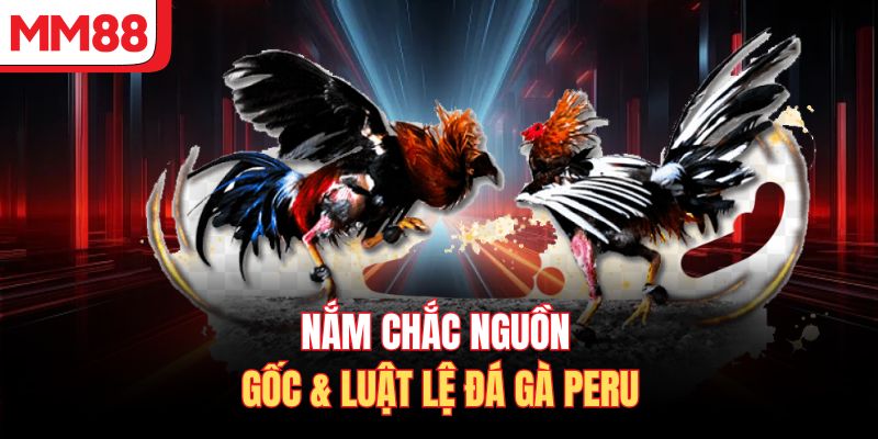 Nắm chắc nguồn gốc & luật lệ đá gà Peru
